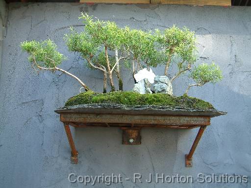 Bonsai Melaleucas 